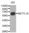 Methyltransferase-like protein 16 antibody, abx004608, Abbexa, Western Blot image 