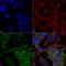 Autophagy Related 10 antibody, LS-C776976, Lifespan Biosciences, Immunocytochemistry image 