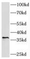 Sprouty RTK Signaling Antagonist 4 antibody, FNab08201, FineTest, Western Blot image 