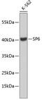 Klf14 antibody, 19-084, ProSci, Western Blot image 