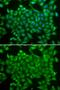 RAB11A, Member RAS Oncogene Family antibody, GTX54678, GeneTex, Immunofluorescence image 