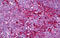 Galectin 8 antibody, MBS244885, MyBioSource, Immunohistochemistry frozen image 