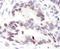 NCOA6 antibody, NB200-336, Novus Biologicals, Immunohistochemistry paraffin image 