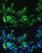 LDL Receptor Related Protein Associated Protein 1 antibody, 18-902, ProSci, Immunofluorescence image 