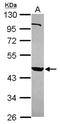 Pregnancy Specific Beta-1-Glycoprotein 9 antibody, NBP2-19979, Novus Biologicals, Western Blot image 