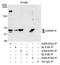 Heterogeneous Nuclear Ribonucleoprotein K antibody, A300-674A, Bethyl Labs, Immunoprecipitation image 