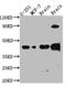 SRY-Box 2 antibody, CSB-RA973770A0HU, Cusabio, Western Blot image 
