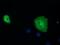 Short Chain Dehydrogenase/Reductase Family 9C Member 7 antibody, GTX83669, GeneTex, Immunofluorescence image 