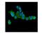 Caseinolytic Mitochondrial Matrix Peptidase Chaperone Subunit antibody, M00978, Boster Biological Technology, Immunofluorescence image 