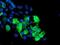 Sentrin-specific protease 2 antibody, NBP2-03852, Novus Biologicals, Immunocytochemistry image 