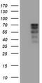 CCR4-NOT Transcription Complex Subunit 4 antibody, CF800052, Origene, Western Blot image 