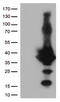 EF-hand domain-containing protein D1 antibody, LS-C793123, Lifespan Biosciences, Western Blot image 