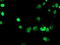 Forkhead Box I1 antibody, LS-C175146, Lifespan Biosciences, Immunofluorescence image 