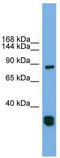 Follistatin Like 5 antibody, TA344810, Origene, Western Blot image 