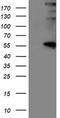 Lysyl Oxidase antibody, TA500870, Origene, Western Blot image 