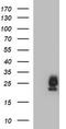 BH3-interacting domain death agonist antibody, TA506755S, Origene, Western Blot image 