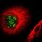 Baculoviral IAP Repeat Containing 2 antibody, NBP1-90133, Novus Biologicals, Immunocytochemistry image 