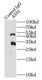 Argininosuccinate synthase antibody, FNab00649, FineTest, Immunoprecipitation image 