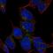 X-Prolyl Aminopeptidase 2 antibody, NBP1-86535, Novus Biologicals, Immunofluorescence image 