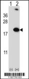 Putative RNA-binding protein 3 antibody, 62-881, ProSci, Western Blot image 