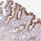 Midnolin antibody, NBP2-30437, Novus Biologicals, Immunohistochemistry paraffin image 