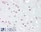 Three Prime Repair Exonuclease 2 antibody, 42-027, ProSci, Immunohistochemistry frozen image 