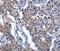 N-acetyltransferase 8 antibody, MBS2524816, MyBioSource, Immunohistochemistry frozen image 