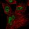 CWC27 Spliceosome Associated Cyclophilin antibody, HPA065809, Atlas Antibodies, Immunocytochemistry image 