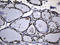 Cell Division Cycle 45 antibody, LS-C792706, Lifespan Biosciences, Immunohistochemistry paraffin image 
