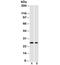 Cyclin-dependent kinase inhibitor 1B antibody, 34-091, ProSci, Western Blot image 