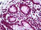 LIM Homeobox 1 antibody, 51-725, ProSci, Immunohistochemistry frozen image 