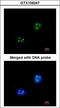Small Nuclear Ribonucleoprotein 13 antibody, LS-C186056, Lifespan Biosciences, Immunocytochemistry image 