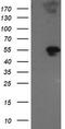 Golgin, RAB6 Interacting antibody, M09417, Boster Biological Technology, Western Blot image 