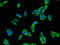 PDZ Domain Containing Ring Finger 3 antibody, OACA09962, Aviva Systems Biology, Immunofluorescence image 