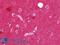 NSF Attachment Protein Alpha antibody, LS-B10830, Lifespan Biosciences, Immunohistochemistry frozen image 