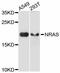 Ras antibody, abx125034, Abbexa, Western Blot image 