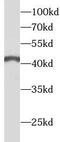 Angiopoietin Like 4 antibody, FNab00399, FineTest, Western Blot image 