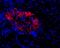 Glutamate receptor subunit epsilon-3 antibody, PA5-77423, Invitrogen Antibodies, Immunohistochemistry frozen image 