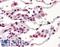 TAR DNA Binding Protein antibody, LS-B2957, Lifespan Biosciences, Immunohistochemistry frozen image 