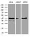 U7 snRNA-associated Sm-like protein LSm11 antibody, LS-C792293, Lifespan Biosciences, Western Blot image 
