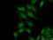 MIS18 Kinetochore Protein A antibody, 25832-1-AP, Proteintech Group, Immunofluorescence image 