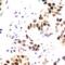 Aurora Kinase B antibody, orb393219, Biorbyt, Immunohistochemistry paraffin image 