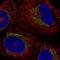 LanC Like 3 antibody, NBP2-69020, Novus Biologicals, Immunocytochemistry image 