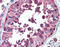 HSPE1 antibody, ADI-SPA-110-F, Enzo Life Sciences, Immunohistochemistry frozen image 