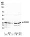 BCAS2 Pre-MRNA Processing Factor antibody, A300-915A, Bethyl Labs, Western Blot image 