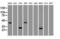 NOGG antibody, GTX84023, GeneTex, Western Blot image 