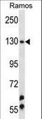 Ubinuclein 2 antibody, LS-C160394, Lifespan Biosciences, Western Blot image 