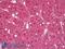 SNCG antibody, LS-B7047, Lifespan Biosciences, Immunohistochemistry frozen image 