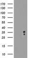 Myeloid leukemia factor 2 antibody, MA5-25990, Invitrogen Antibodies, Western Blot image 