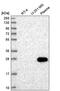 Heat shock factor protein 4 antibody, PA5-65521, Invitrogen Antibodies, Western Blot image 